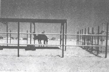 جایگاه مسقف برای پرورش شتر- پرورش شتر