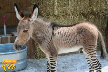 حیوانات دورگه-هیبرید-زبروید-Zebroid