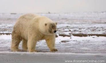 حیوانات دورگه-هیبرید-خرس قطبی خاکستری-Grolar (Grizzly + Polar) Bear