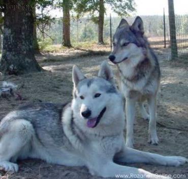 حیوانات دورگه-هیبرید-گرگی-Wolfdog