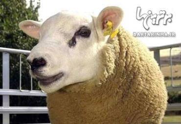 گران قیمت ترین حیوانات-گوسفند، 376 هزار دلار