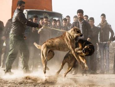 دعوای سگ-سگ جنگی-سگ کشی-کشتن سگها