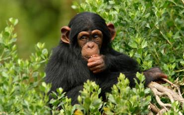 شامپانزه ها بیشتر از انسان ها از خود گذشتگی دارند - نتایج عجیب مقایسه انسان‌ با حیوانات