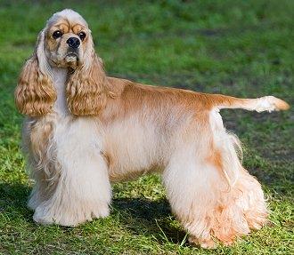 American Cocker Spaniel