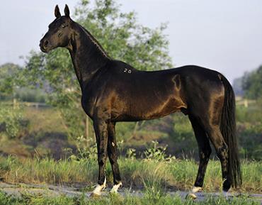 نژاد آخال تکه