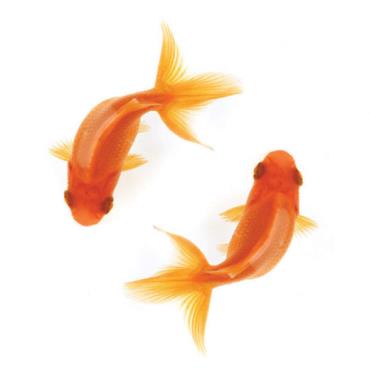 تمرکز انسانها از ماهی قرمز هم کمتر شده است - نتایج عجیب مقایسه انسان‌ با حیوانات