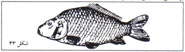 در صورت استفاده از کپور ماهیان برای هر 2 مترمربع یک قطعه بچه ماهی اختصاص دهید