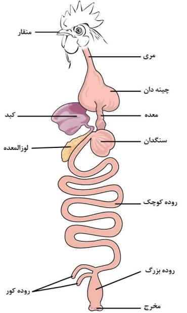 دستگاه گوارش طیور