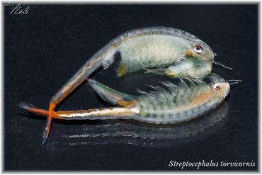 Streptocephalus torvicornis