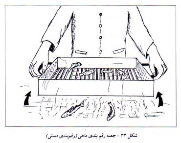 رقم بندی دستی ماهی