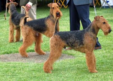 Airedale Terriers