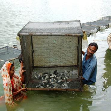 پرورش ماهی در قفس سنتی