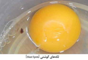 لکه های گوشتی در تخم مرغ