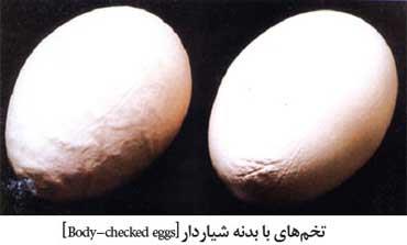 تخم مرغ با بدنه شیاردار