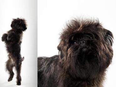 سگ آفن پینچر Affenpinscher