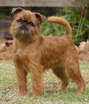 نژاد سگ آفن پینچر Affenpinscher