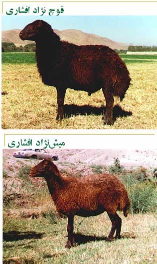 گوسفند افشاری