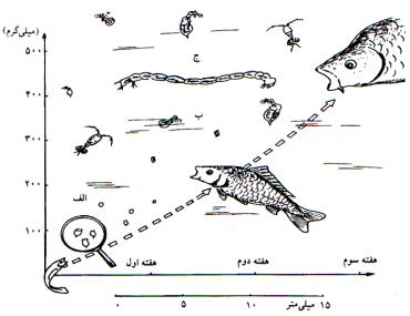 اندازه بچه ماهیان و جانوران غذایی زنده