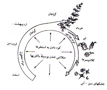 استخر بدون ماهیان گیاهخوار