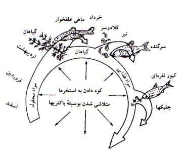 ماهیان گیاهخوار