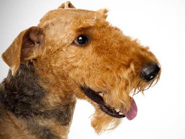 airedale terrier