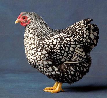 مرغ نژاد ویندوت