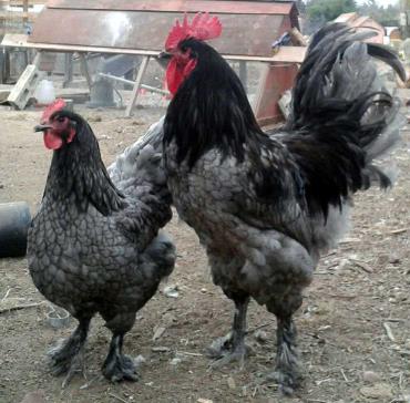مرغ و خروس نژاد لانگشان