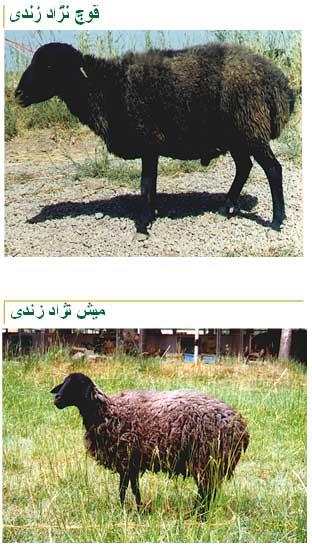 گوسفند زندی