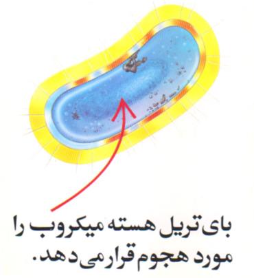 بای تریل هسته میکروب را مورد هجوم قرار می دهد