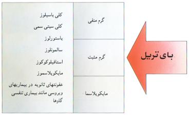 بای تریل