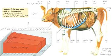 مصونیت بافتی داروی بای تریل