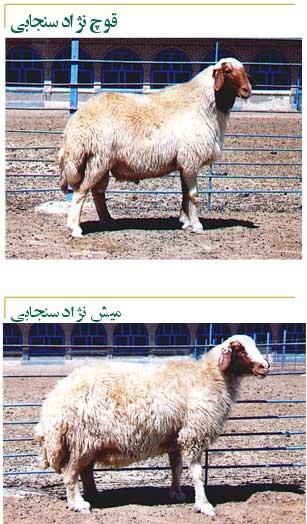 گوسفند سنجابی