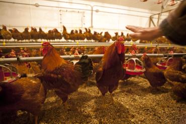 مصرف پروبایوتیک در صنعت مرغداری