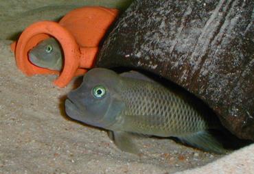 Lionhead Cichlid