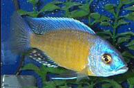 Kadango Cichlid