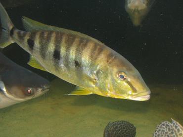 Emperor Cichlid