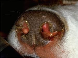 التهاب بافت بینی سگ