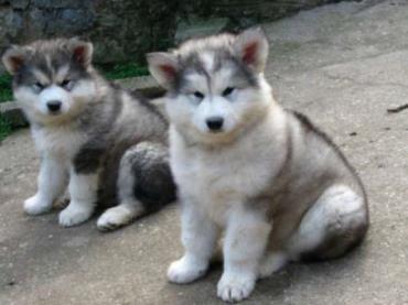 Alaskan Malamute