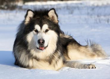 سگ مالاموت آلاسکایی