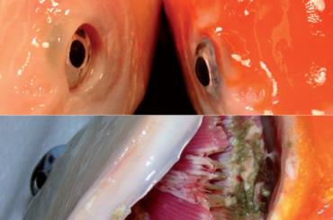 بیماری کویی هرپس در کپور ماهی
