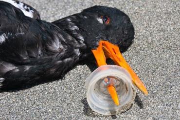 پلاستیک و مرگ پرندگان