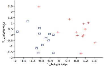 سیکوم مرغ گوشتی