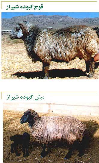 گوسفند کبوده شیراز