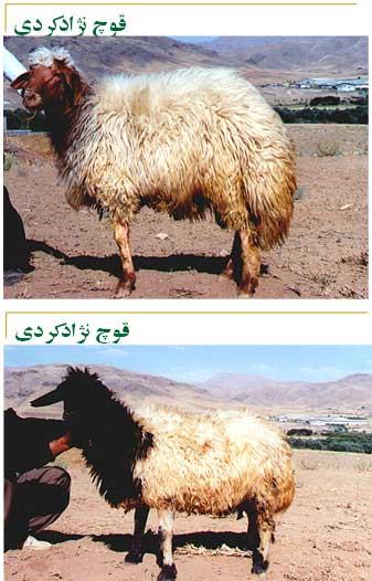 گوسفند کردی