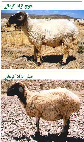 گوسفند کرمانی