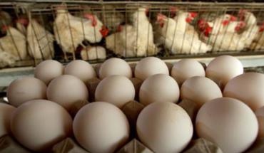 پرورش مرغ تخمگذار