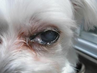 آبریزش چشم سگ