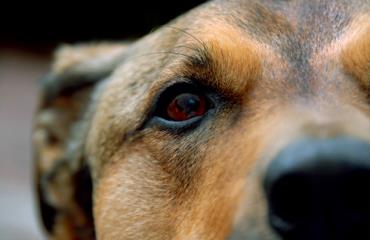 التهاب چشم سگ