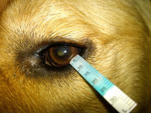 خشکی چشم در سگ