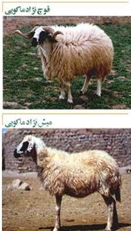 گوسفند ماکویی
